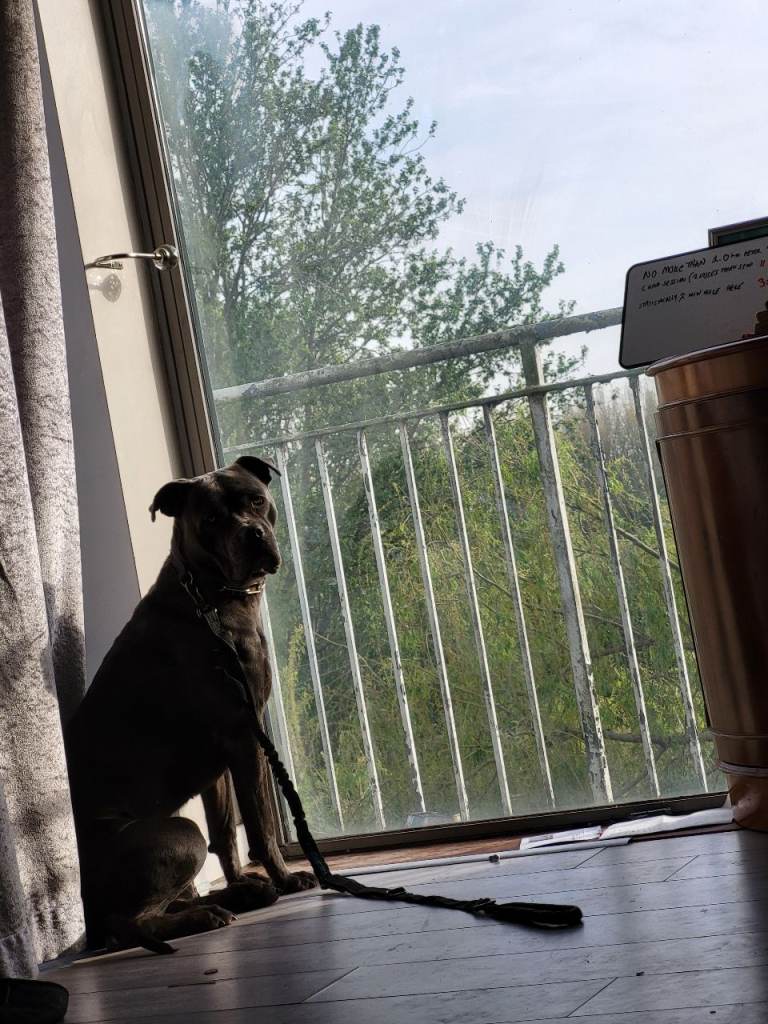 Italian Cane Corso