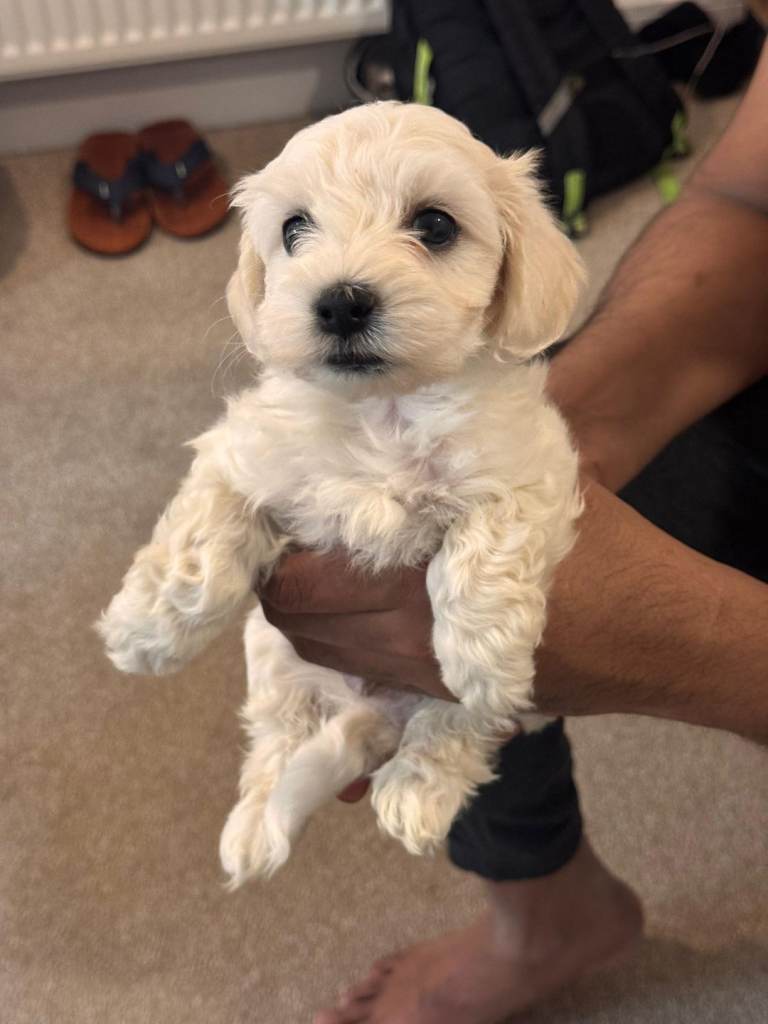 Puppy Maltes 