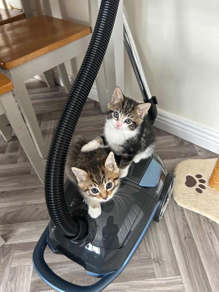 Kittens for sale 