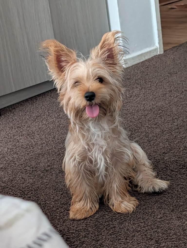 Adorable Yorkshire Terrier Puppy Looking for a New Home