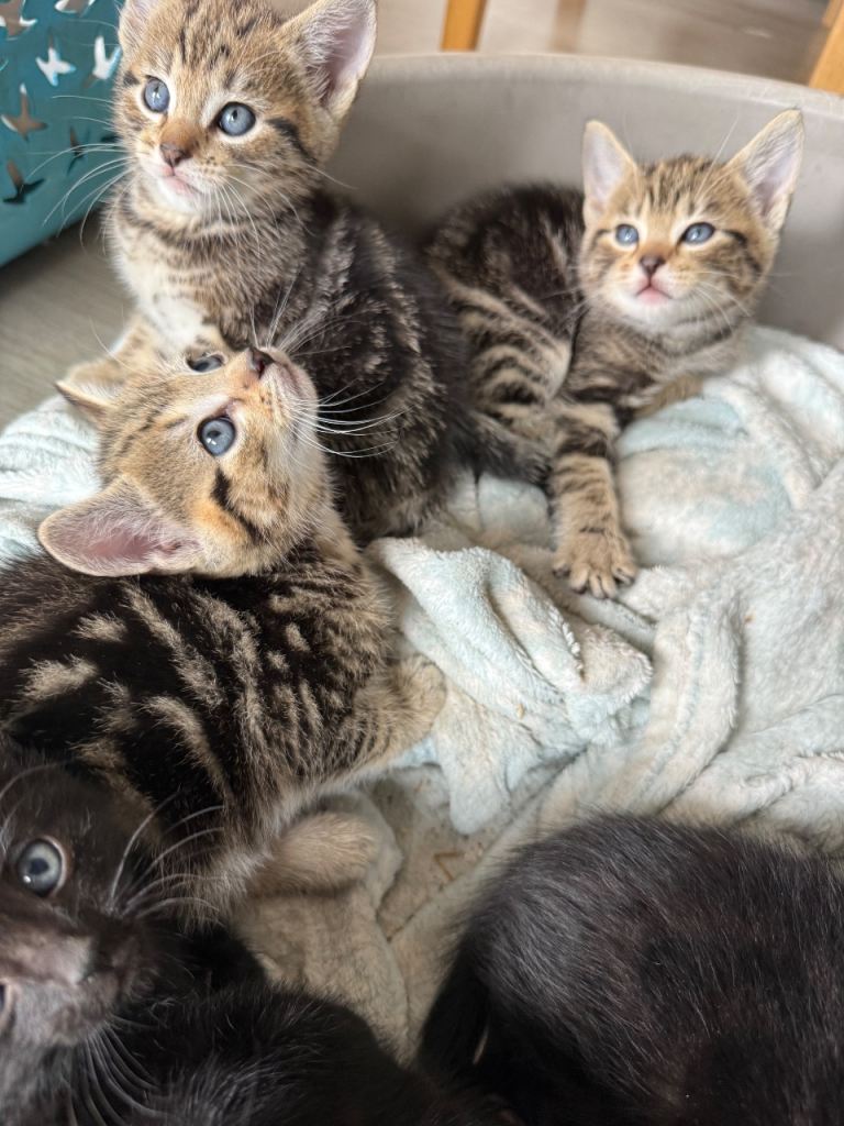 5 kittens male 