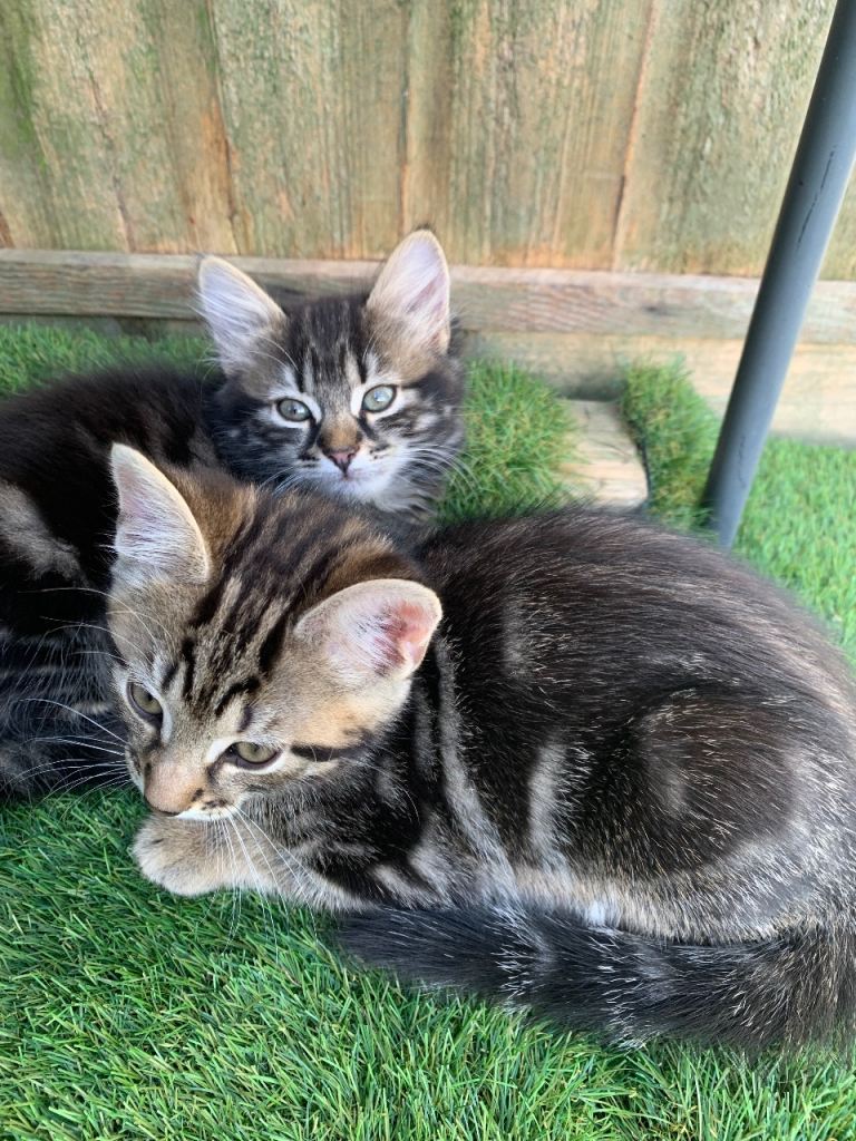 Kittens 