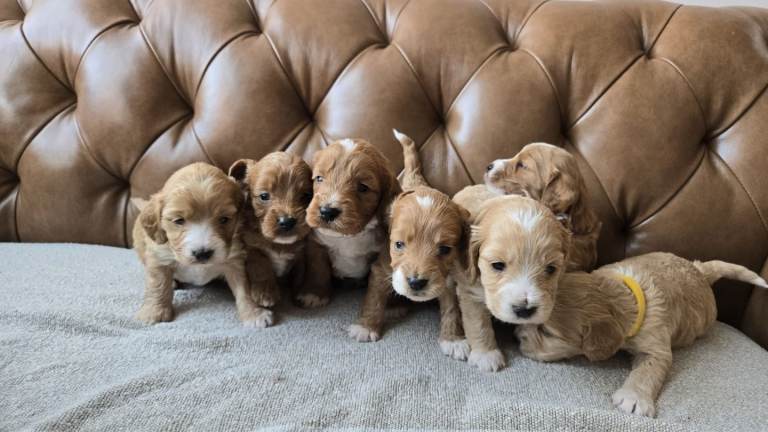 Cockerpoos for sale F1