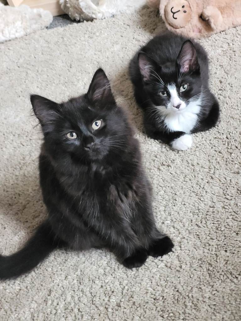 2 female kittens 10 weeks