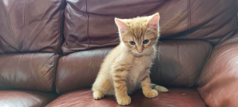 Ginger boy 
