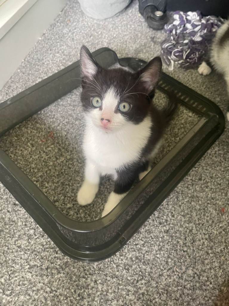 Small cat 