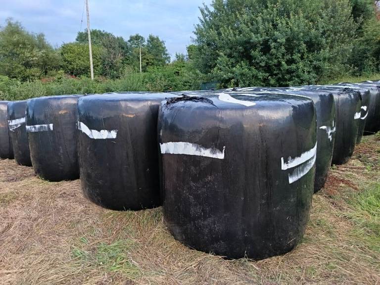 Round bales of silage