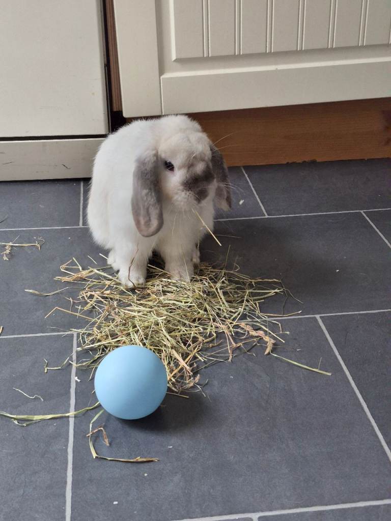 Neutured 8 Month old Lop Earred Bunny. 