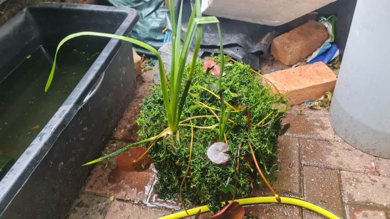 Pond plant