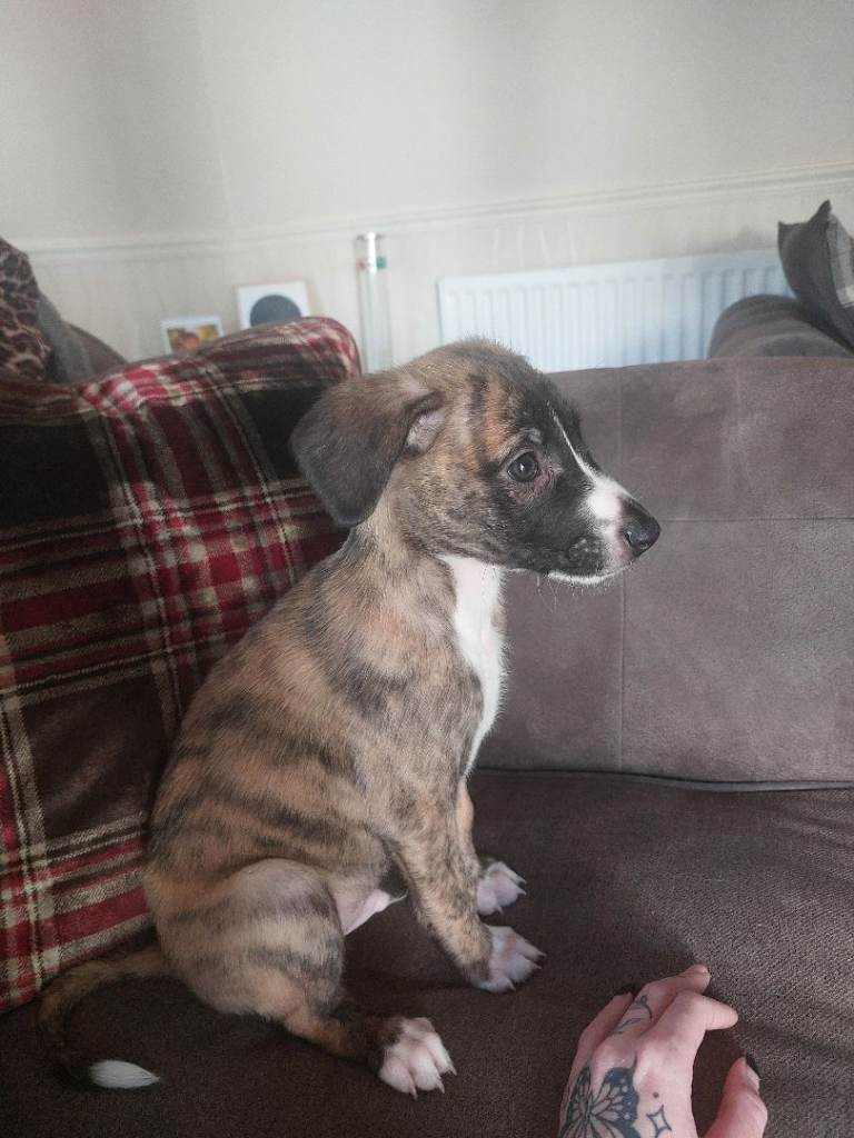 Belgian malinois cross whippet puppie