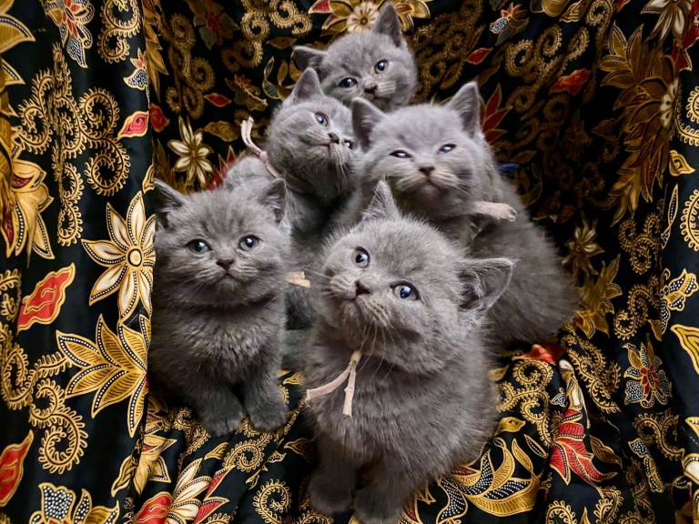 6 Beautiful British Blue [BSH] Kittens