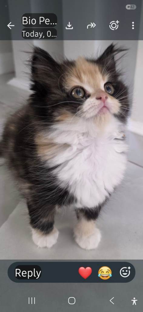 Persian kitten