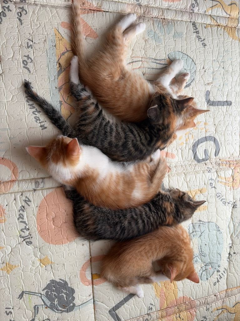 Kittens ready to be rehomed 