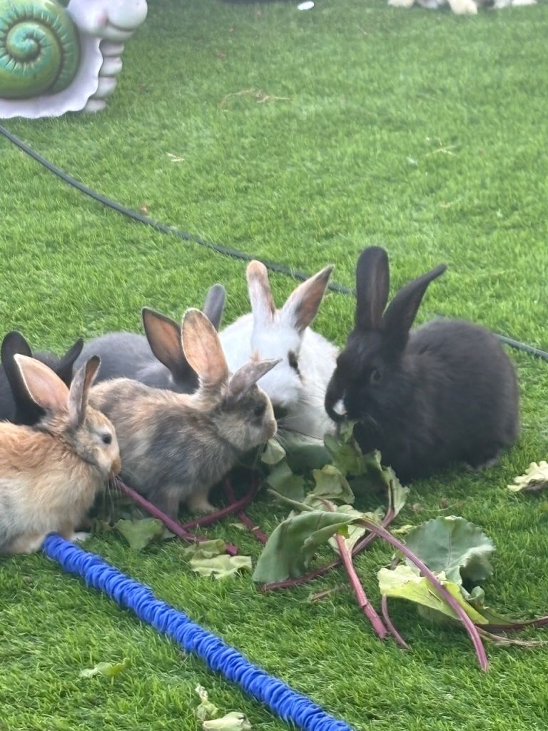 mini lop x
