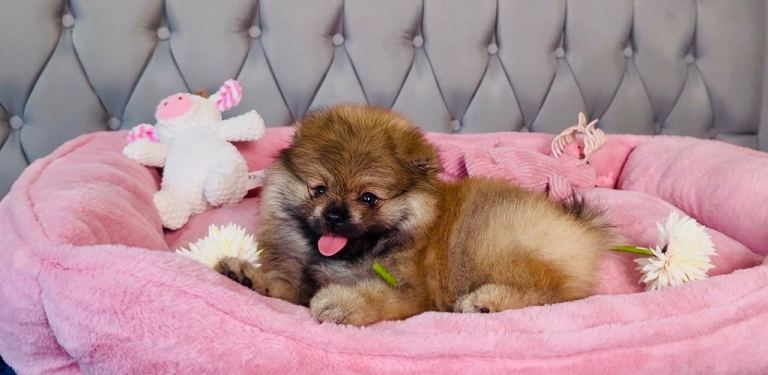 Beautiful Pomeranian Puppy – 10 Weeks Old | Brown & Fluffy 🐾