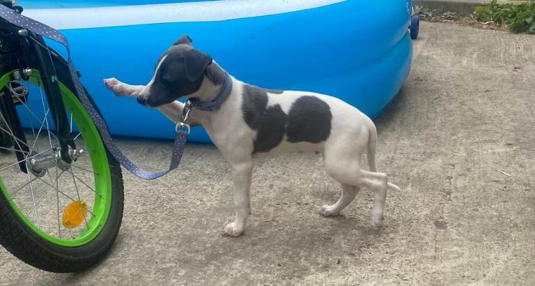 Beautiful blue whippet girl and blue and white boy