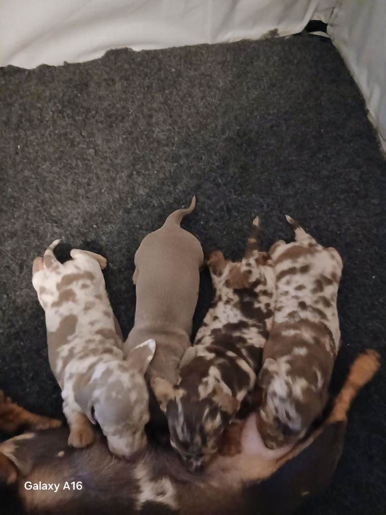 Mini daschund puppies 3 girls 1 boy ready 25/06/26