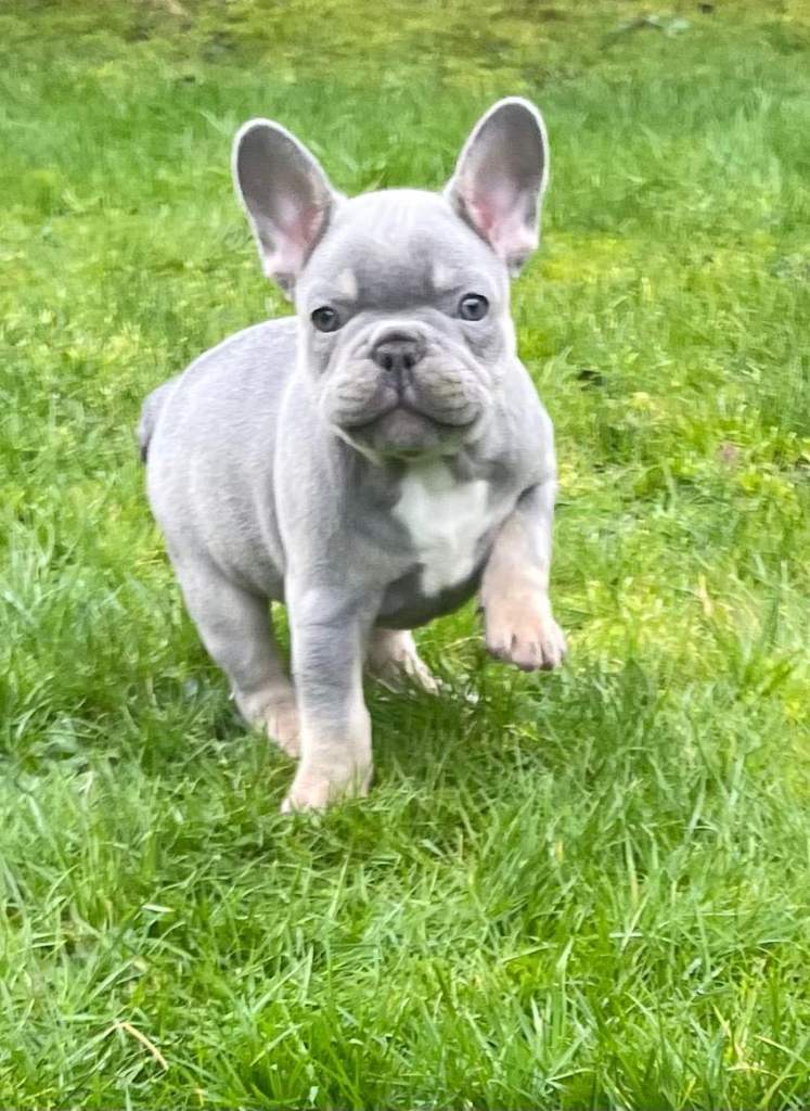 French Bulldog
