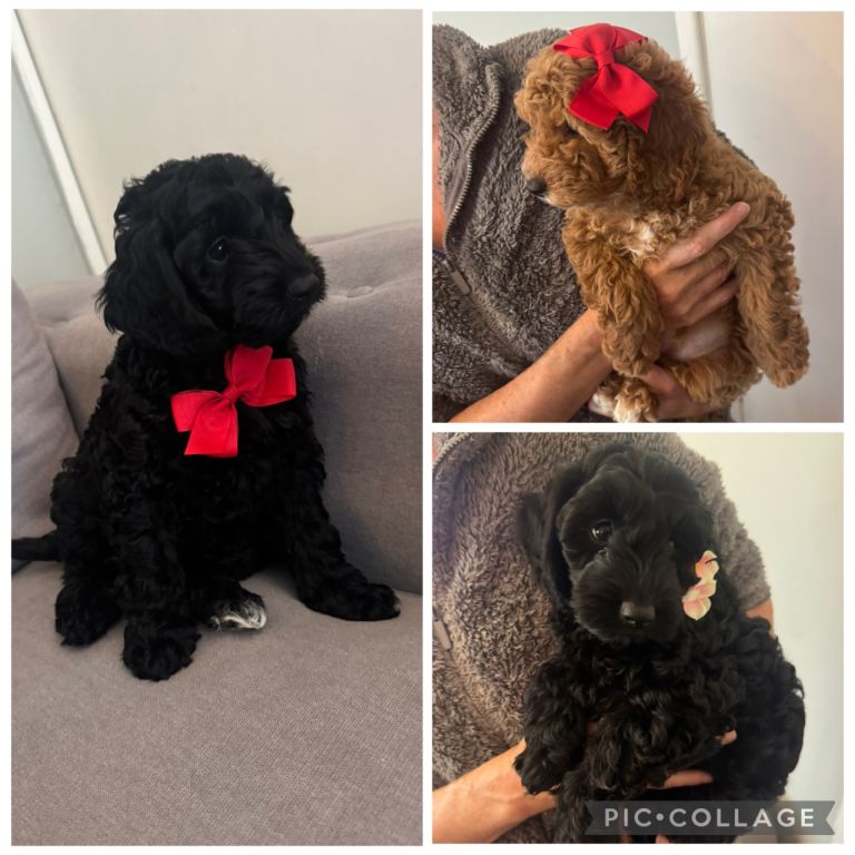 F1b Cockapoo puppies