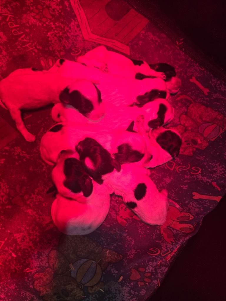 8 Blue roan cocker Spaniel pups
