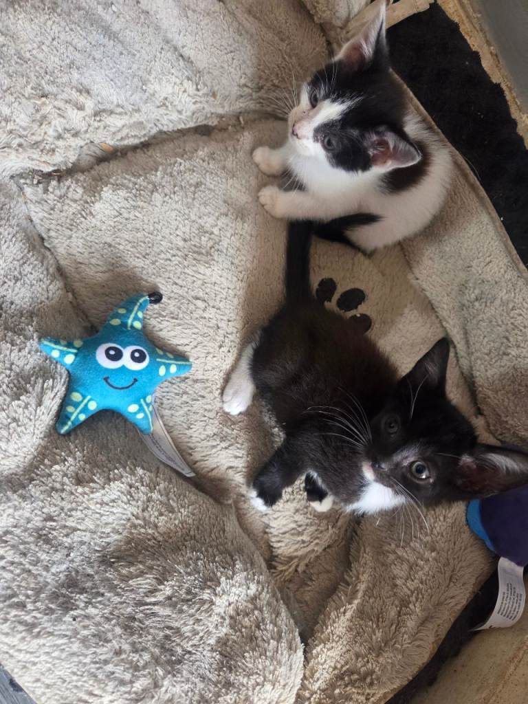 Stunning kittens for sale