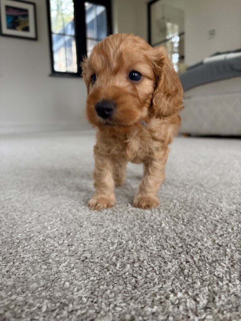 F1b Cockapoo Puppies - Only 1 Boy left!