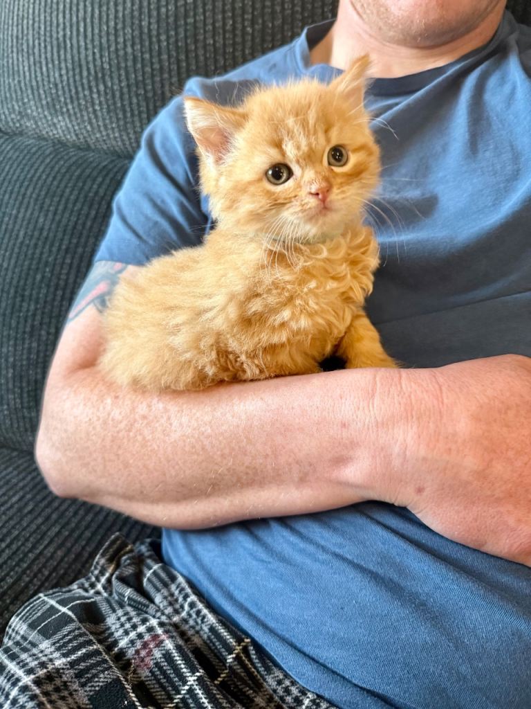 2 lovely ginger kittens