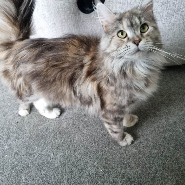 Pedigree registered maine coon female with papers