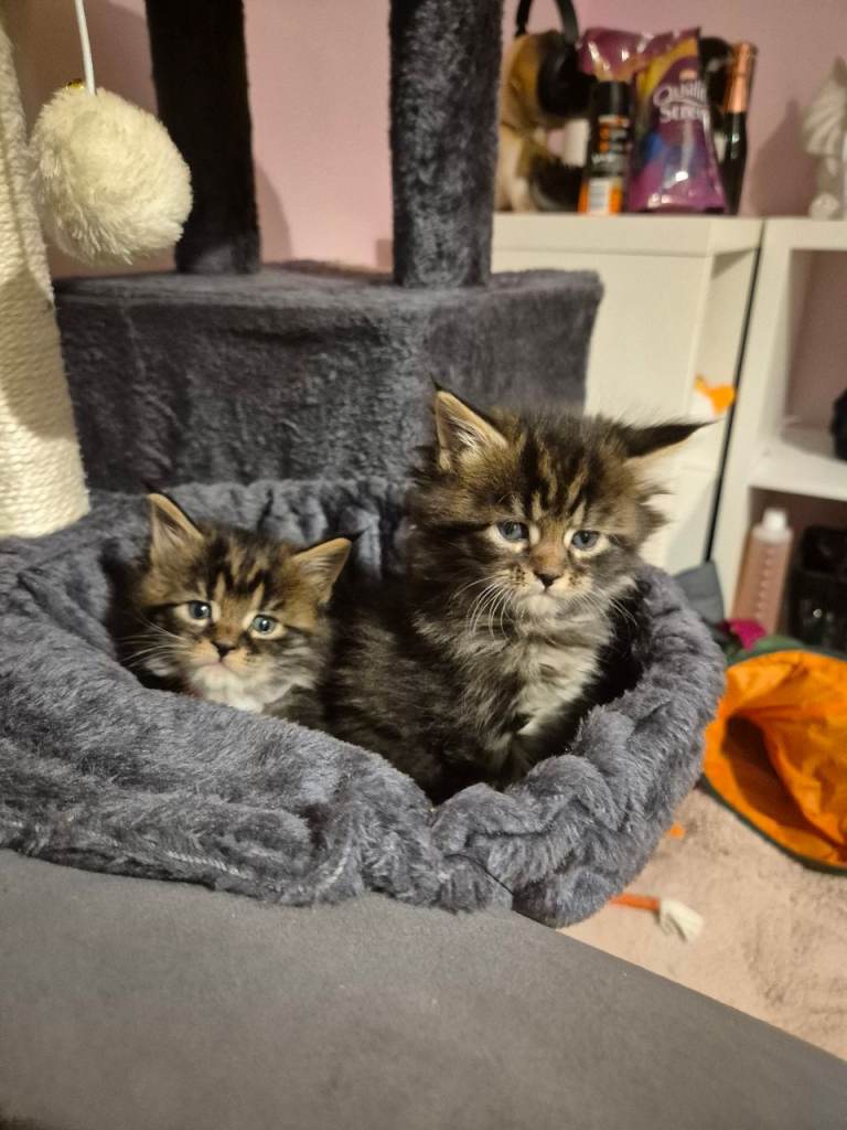 Mainecoon kittens 