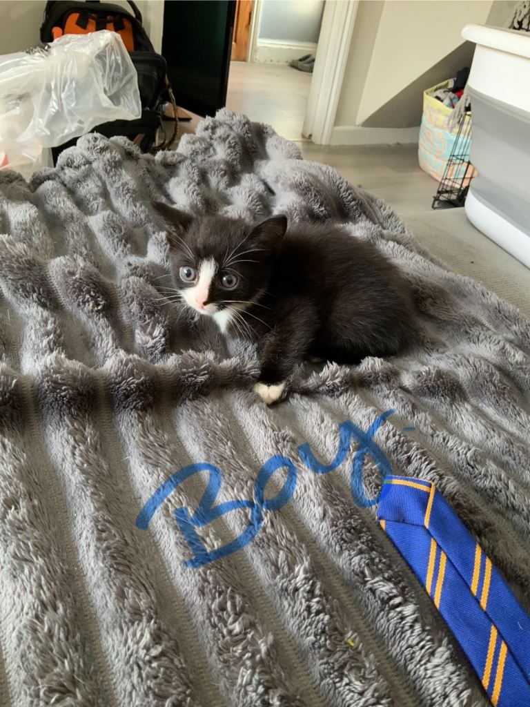 Kittens ready to leave today. 