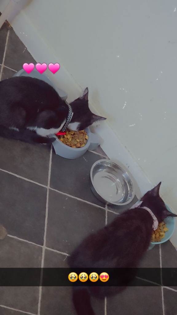 🏡 URGENT – Family Looking for a 2 or 3 Bedroom Home 🏡