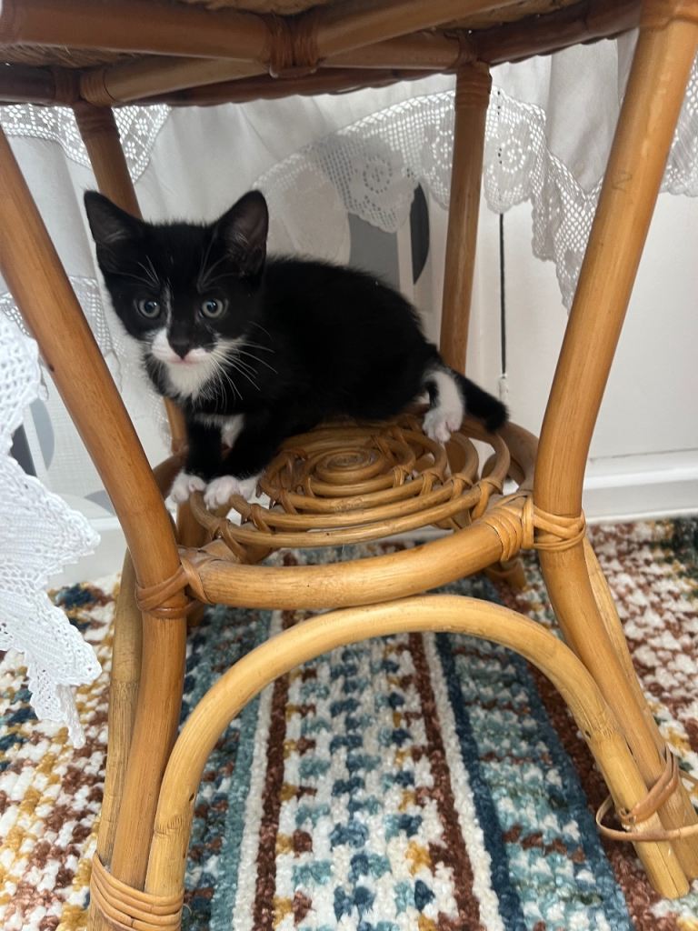 Tuxedo kitten 9 weeks old looking for a forever home 
