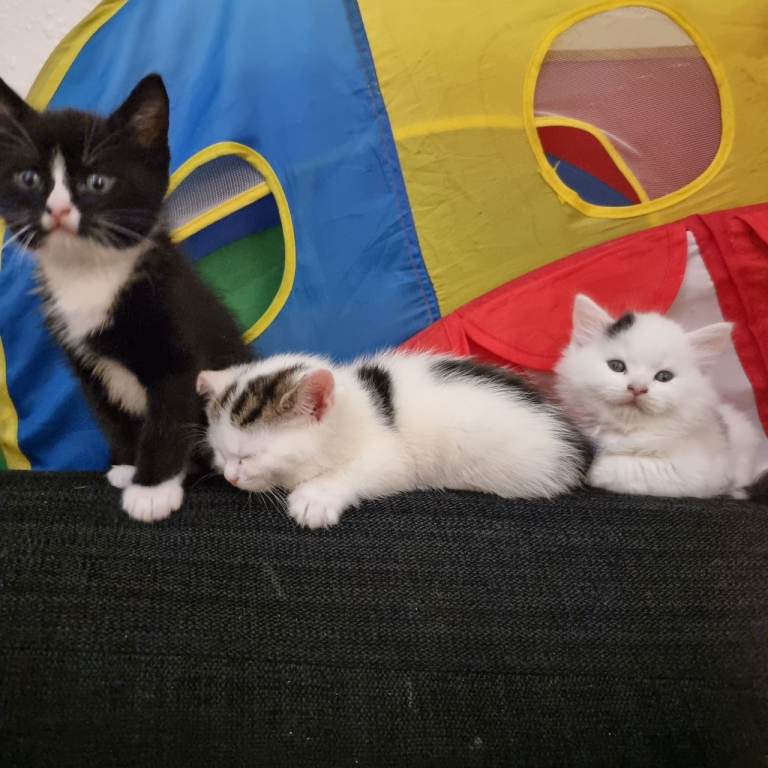 Persian Kittens