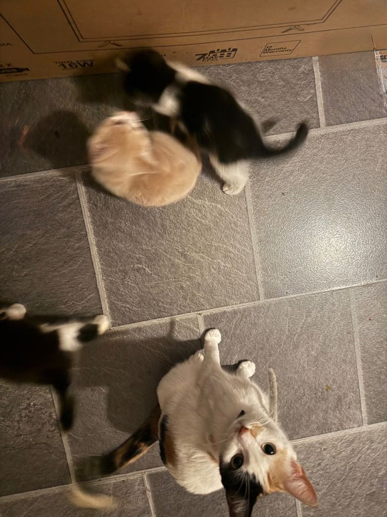 3 beautiful kittens 
