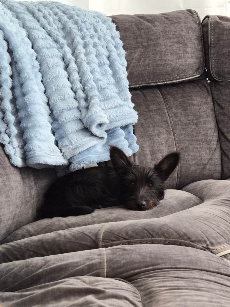 Scottie X Dachshund Puppy Rehome
