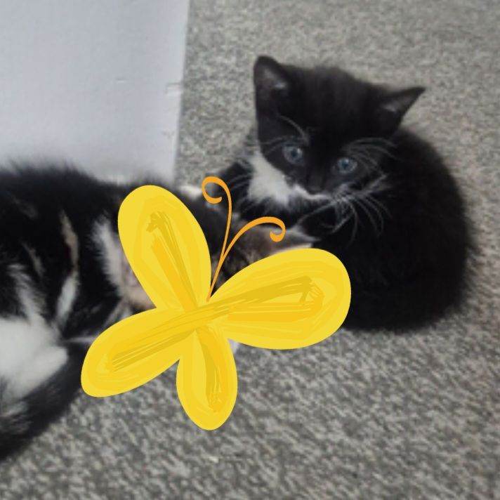 Kittens