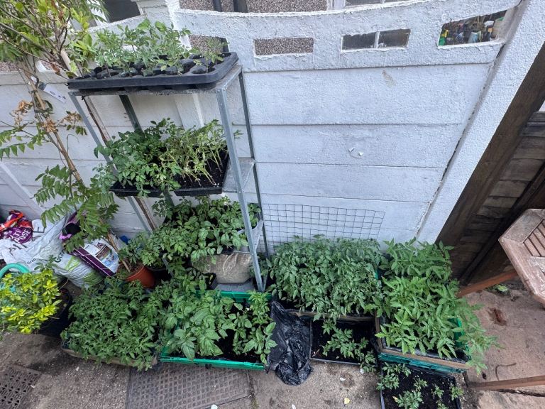 Tomato plants