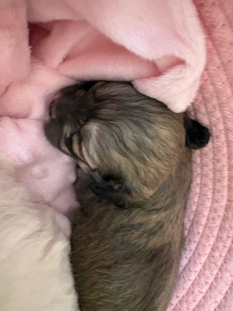 Bichon frise mix female pups