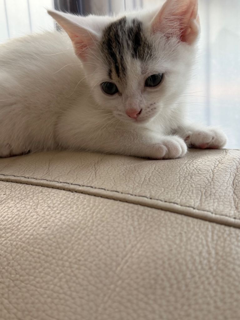 Baby cats 