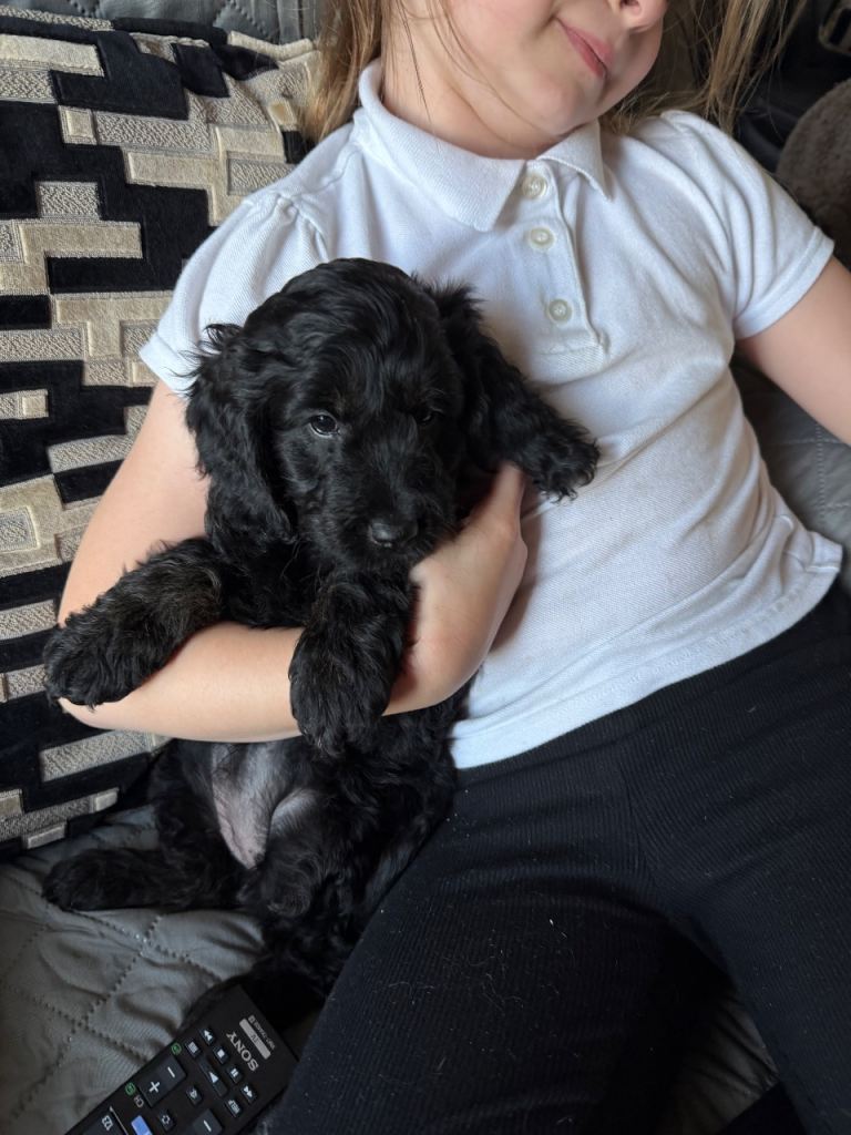 Cockapoo puppies 