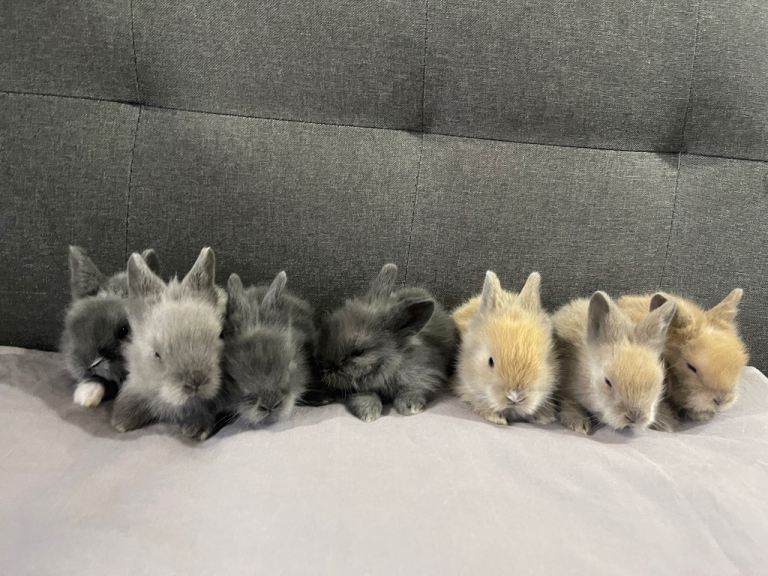 Adorable Lionhead Bunnies