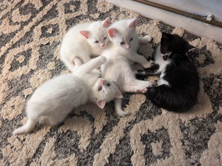 Beautiful fluffy kittens - varied prices - please read description
