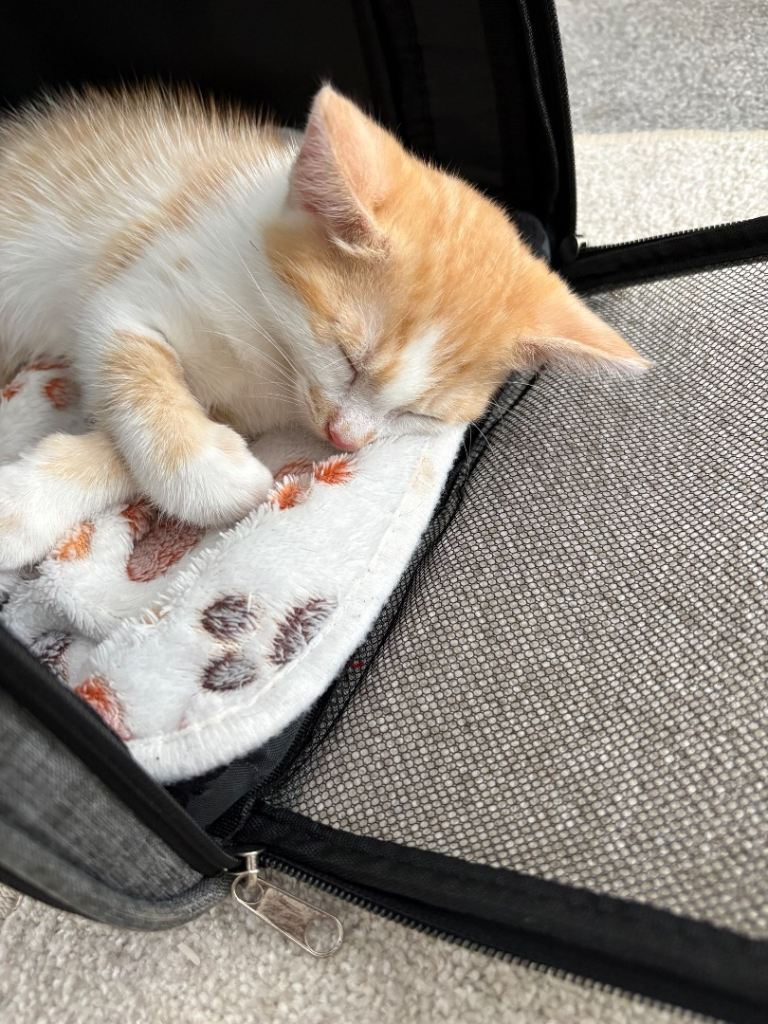 Kitten for sale £160