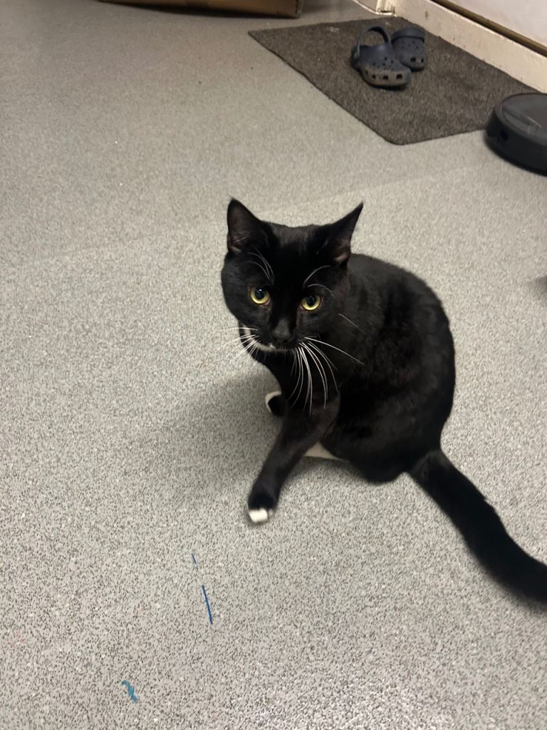 Black Male Cat – Sweet Natured & Family Friendly