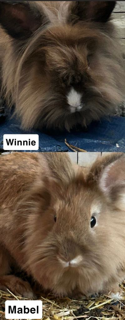 2 beautiful rabbits looking their new home