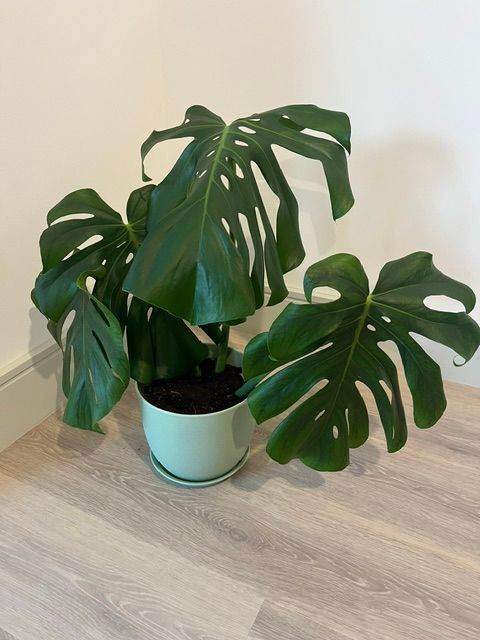 Monstera Deliciosa Plant in Light Green Pot