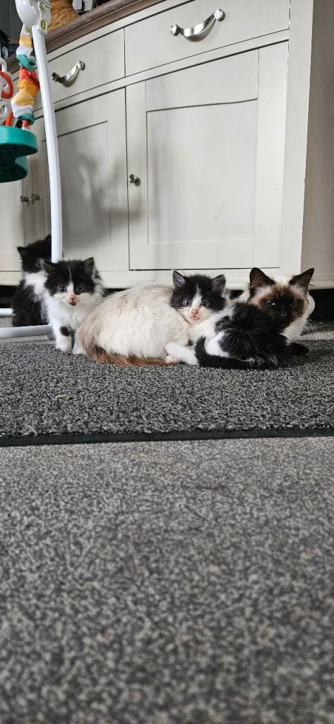 4 Fluffy kittens. 
