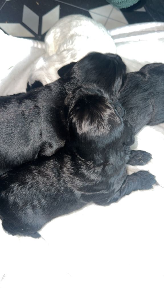 Cockapoo f2 pups 