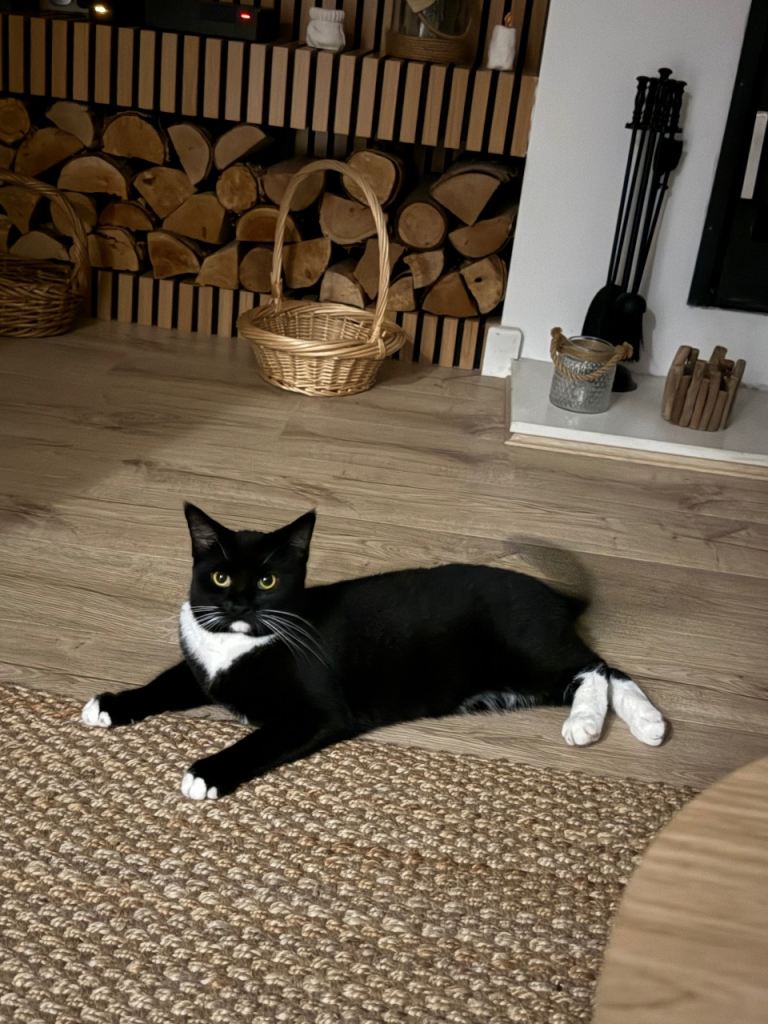 Black and white cat just over 3 years old called Bubu 