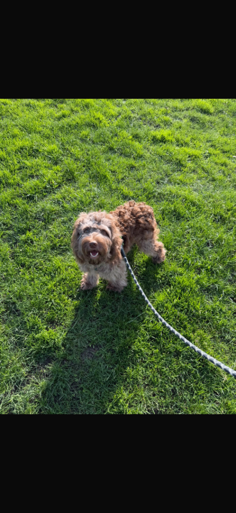 Male Merle Cockapoo F1